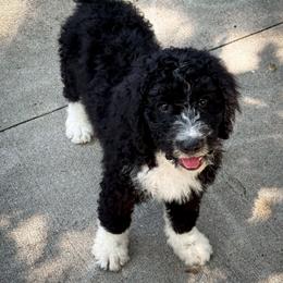 Otis - Black and white male Bernedoodle puppy in Grant City, Missouri from Timberline Paws