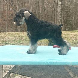 Girl 2 - Salt and pepper female Miniature Schnauzer puppy in Lucasville, Ohio from V. Brukenthal Miniature Schnauzers