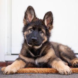 German Shepherd Puppies from Zwinger Vom Rabenauge
