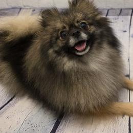 Gidget TKI, CHIC, ATD Certified - Pomeranian