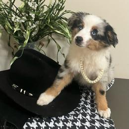 Willow - Blue merle female Australian Shepherd puppy in Douglas, Georgia from Big Mama’s Beauties