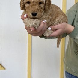 Bernedoodle and Labradoodle Puppies from Royal Doodles