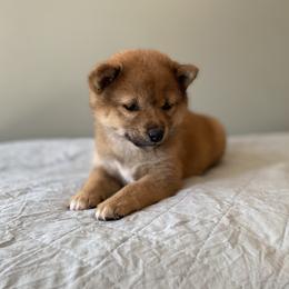 Pepper - Red female Shiba Inu puppy in Monett, Missouri from Happy Tails Shiba Inus
