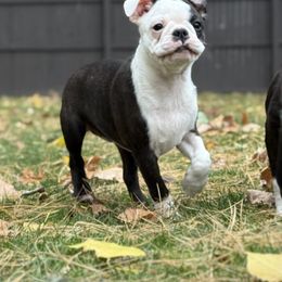 Blitz - Black brindle and white male Boston Terrier puppy in Webster, New York from Cornerstone Boston Terriers
