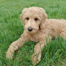 Alex - Apricot male Goldendoodle puppy in Georgetown, Tennessee from Georgetown Designer & Purebred Puppies