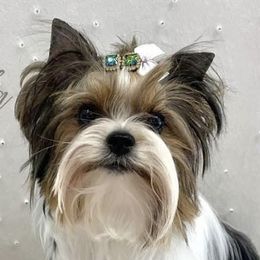 Nikki - Biewer Terrier