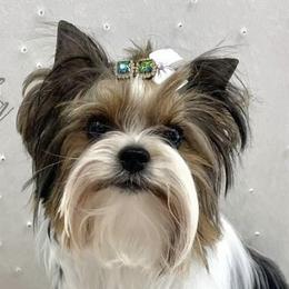 Nikki - Biewer Terrier