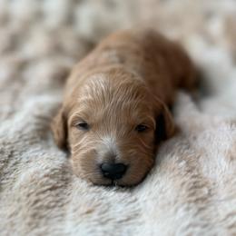 Apple - Cream female Goldendoodle puppy in Jacksonville, Florida from Dandelion Doodles
