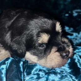 Hawk-Male 2 - Black and silver male Miniature Schnauzer puppy in Granville, Ohio from Shull Mini Schnauzers