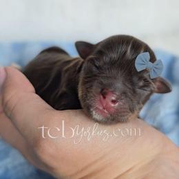 Austin - Chocolate and tan male Yorkshire Terrier puppy in Greenwood County, South Carolina from TCB Yorkies