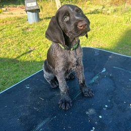 Jiji - Liver and white female German Wirehaired Pointer puppy in Rockingham, North Carolina from Fleetwood German Wirehaired Pointers