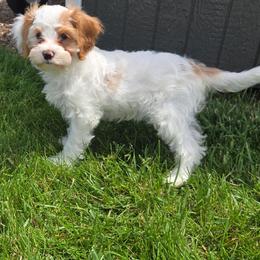 Lovely - Blenheim female Cavapoo puppy in Atwood, Illinois from Peace Road Puppies