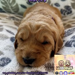 Aurora - Apricot female Goldendoodle puppy in Santa Cruz, California from Lu Doodles