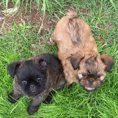 Brussels Griffon All Grown Up from Alias I Am Brussels