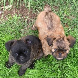 Brussels Griffon All Grown Up from Alias I Am Brussels