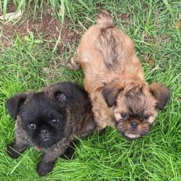 Brussels Griffon All Grown Up from Alias I Am Brussels