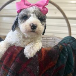 Queen - Parti female Goldendoodle puppy in Cherry Tree, Pennsylvania from Plum Creek Acres Next Generation