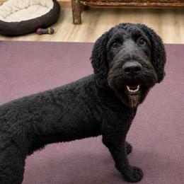Stewart - Black and white male Springerdoodle puppy in Lisbon, Ohio from Willow Lane Doodles