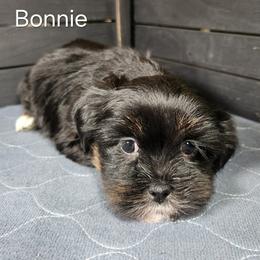 Bonnie - Black and tan female Lhasa Apso puppy in Jefferson, New York from Absolute Lhasa Love