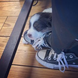 Australian Shepherd Puppies from Black Pond Australian Shepherds