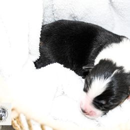 Miniature Australian Shepherd Puppies from Yarborough Kennels