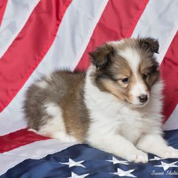 Shetland Sheepdog Puppies from Sweet Sheltie Blessings