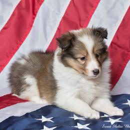 Shetland Sheepdog Puppies from Sweet Sheltie Blessings