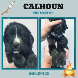 Calhoun - male Golden Mountain Dog puppy in Boiling Springs, South Carolina from OlliePups, LLC
