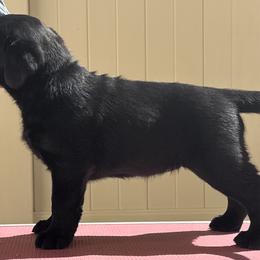 Golden Retrievers and Labrador Retrievers from Dioscuri Kennel