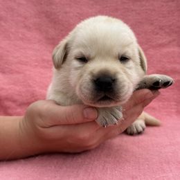 Alfalfa - Yellow male Labrador Retriever puppy in Garnett, Kansas from Timberland Creek Labradors