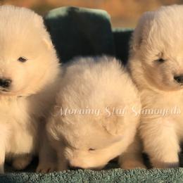 Samoyed Puppies from Morning Star Samoyeds