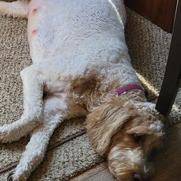 Goldendoodles from The Doodle Gang
