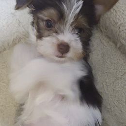 Poodle, Shih Tzu, and Yorkshire Terrier Puppies from Adorable Puppy Paws