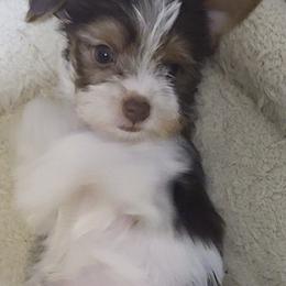 Poodle, Shih Tzu, and Yorkshire Terrier Puppies from Adorable Puppy Paws