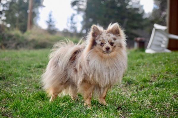 A beautiful merle Pomeranian dog