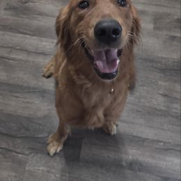 Charlie - Golden Retriever