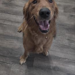 Charlie - Golden Retriever