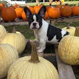 French Bulldog puppies from Bouquet Bulldogs