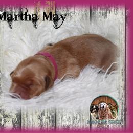 Martha May Who - Golden female Golden Retriever puppy in Anson, Texas from Diamond Bar N Ranch