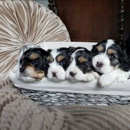 Cavapoo and Goldendoodle Puppies from Hearts Full of Puppies