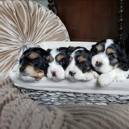 Cavapoo and Goldendoodle Puppies from Hearts Full of Puppies