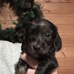 Whalen - Dapple male Dachshund puppy in Cheyenne, Wyoming from Great Basin Hounds