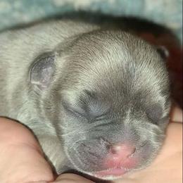 Phia - Liver female French Bulldog puppy in Graham, Washington from Kristy's French Bulldogs & Mini Schnauzers