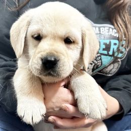 Labrador Retriever Puppies from Flashylabs