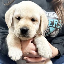 Labrador Retriever Puppies from Flashylabs