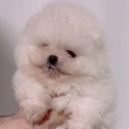 Pomeranian Puppies from Luna Kennel