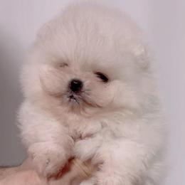 Pomeranian Puppies from Luna Kennel
