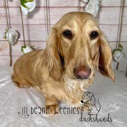 Dachshund All Grown Up from Lil Beanie Weenies Dachshunds