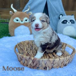 "Issac" Australian Shepherd and Miniature Australian Shepherd Puppies from Integrity Aussies Tx