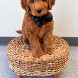 Fuji - Red  male Goldendoodle puppy in Norcross, Georgia from Teddy Puppies